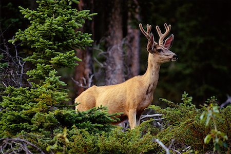 Deer Stock Photo - Rights-Managed, Code: 700-00165461