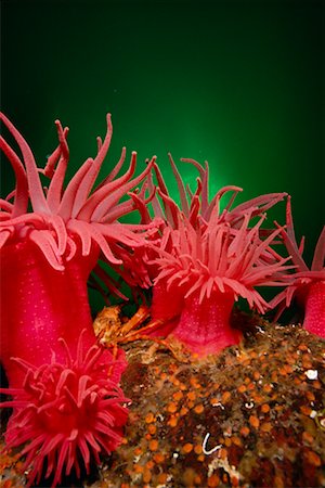 Crimson Anemones and Orange Decorator Crab Stock Photo - Rights-Managed, Code: 700-00165574