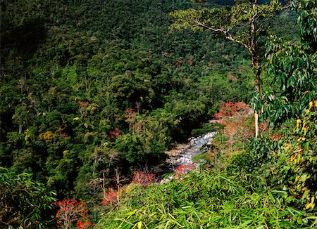 simsearch:700-00023229,k - Redbud Trees in Forest Manu, Peru Foto de stock - Con derechos protegidos, Código: 700-00165985