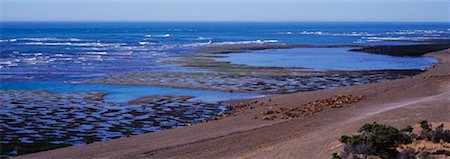 simsearch:700-00481653,k - Seals at Shoreline of Punta Norte Peninsula Valdez, Argentina Stock Photo - Rights-Managed, Code: 700-00166050
