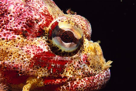 eyeball in profile - Close-Up of Tropical Fish Stock Photo - Rights-Managed, Code: 700-00166084