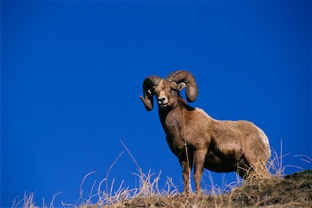 ram (animal) - Bighorn Sheep Stock Photo - Rights-Managed, Code: 700-00166855