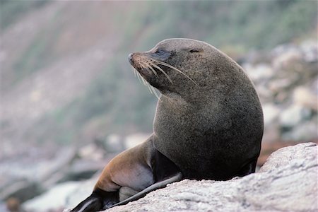 simsearch:700-00044931,k - Sea Lion Stock Photo - Rights-Managed, Code: 700-00166871