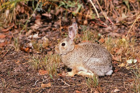 easter in canada - Cottontail Rabbit Stock Photo - Rights-Managed, Code: 700-00166902