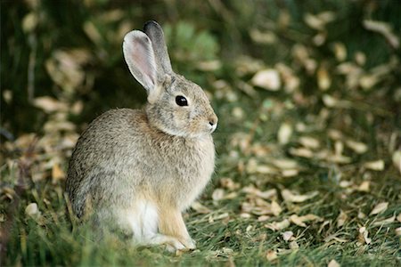 easter in canada - Cottontail Rabbit Stock Photo - Rights-Managed, Code: 700-00166903