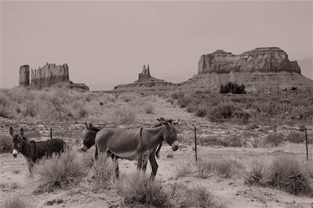 simsearch:700-07802623,k - Donkeys in Monument Valley Arizona, Utah Foto de stock - Con derechos protegidos, Código: 700-00167913