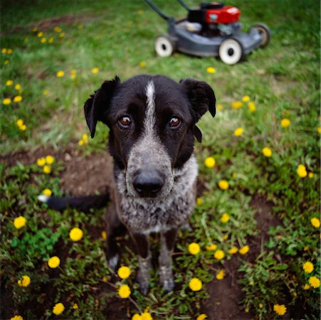 simsearch:673-02138072,k - Portrait of Dog in Backyard Stock Photo - Rights-Managed, Code: 700-00168005