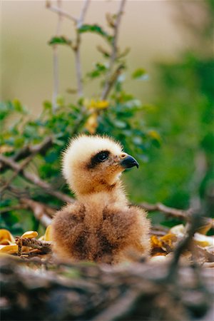 simsearch:700-00168646,k - Black Hawk Chick at Nest Stock Photo - Rights-Managed, Code: 700-00168629