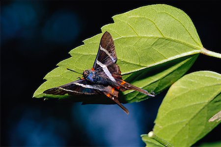 simsearch:700-00168646,k - Swallowtail Butterfly Stock Photo - Rights-Managed, Code: 700-00168635