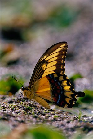 simsearch:700-00168646,k - Giant Swallowtail Butterfly Stock Photo - Rights-Managed, Code: 700-00168636