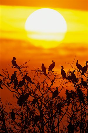 simsearch:700-00168646,k - Neotropic Cormorants at Sunset Stock Photo - Rights-Managed, Code: 700-00168639