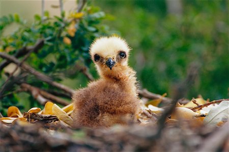 simsearch:700-00168646,k - Black Hawk Chick at Nest Stock Photo - Rights-Managed, Code: 700-00168630