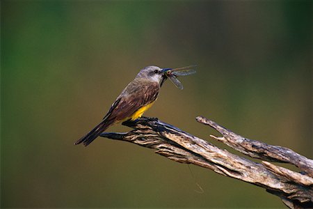 simsearch:700-00168646,k - Tropical Kingbird with Dragonfly Stock Photo - Rights-Managed, Code: 700-00168644