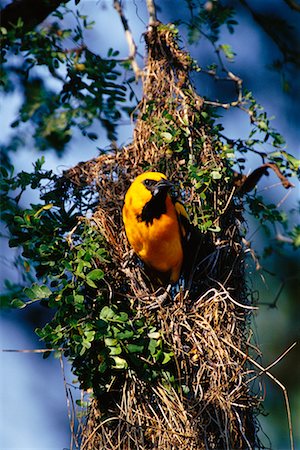 simsearch:700-00168646,k - Altamira Oriole in Nest Stock Photo - Rights-Managed, Code: 700-00168645