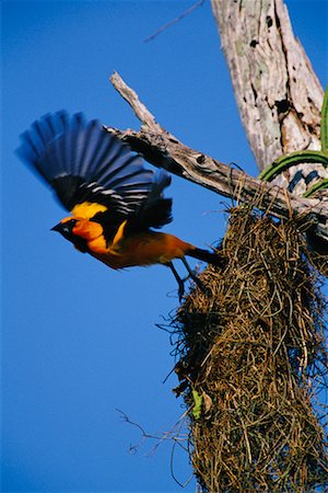 simsearch:700-00168646,k - Altamira Oriole Leaving Nest Stock Photo - Rights-Managed, Code: 700-00168646