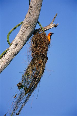 simsearch:700-00168646,k - Altamira Oriole in Nest Stock Photo - Rights-Managed, Code: 700-00168647