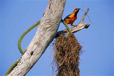 simsearch:700-00168646,k - Altamira Oriole Building Nest Stock Photo - Rights-Managed, Code: 700-00168648