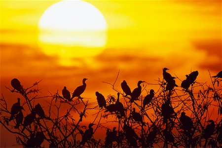 simsearch:700-00168646,k - Neotropic Cormorants at Sunset Stock Photo - Rights-Managed, Code: 700-00168640