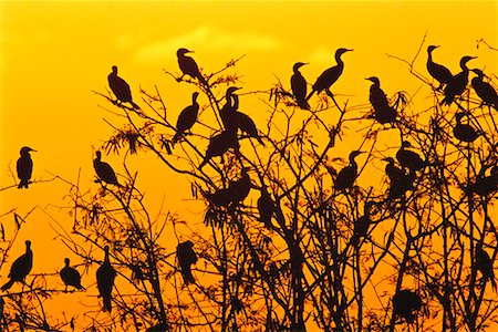 simsearch:700-00168646,k - Neotropic Cormorants at Sunset Stock Photo - Rights-Managed, Code: 700-00168641