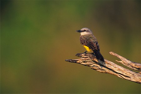 simsearch:700-00168646,k - Tropical Kingbird Stock Photo - Rights-Managed, Code: 700-00168643