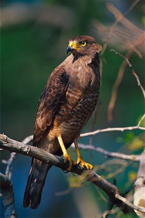 simsearch:700-00168646,k - Roadside Hawk Stock Photo - Rights-Managed, Code: 700-00168654