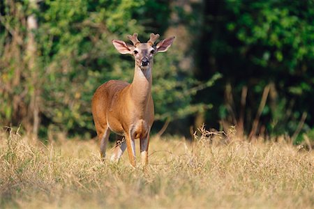 simsearch:700-00168646,k - White-Tailed Deer Stock Photo - Rights-Managed, Code: 700-00168659