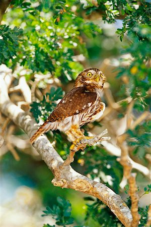 simsearch:700-00168646,k - Ferruginous Pygmy Owl Stock Photo - Rights-Managed, Code: 700-00168650