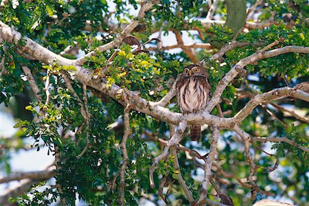 simsearch:700-00168646,k - Ferruginous Pygmy Owl Stock Photo - Rights-Managed, Code: 700-00168652