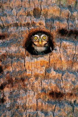 simsearch:700-00168646,k - Ferruginous Pygmy Owl Stock Photo - Rights-Managed, Code: 700-00168653