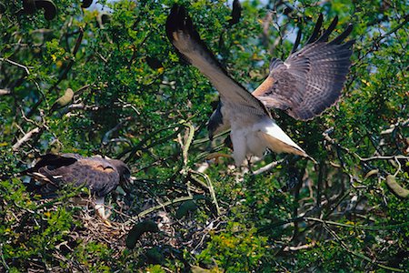 simsearch:700-00168646,k - White-Tailed Hawk Landing on Nest Stock Photo - Rights-Managed, Code: 700-00168665
