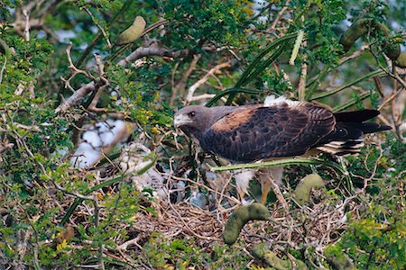 simsearch:700-00168646,k - White-Tailed Hawk at Nest Stock Photo - Rights-Managed, Code: 700-00168666