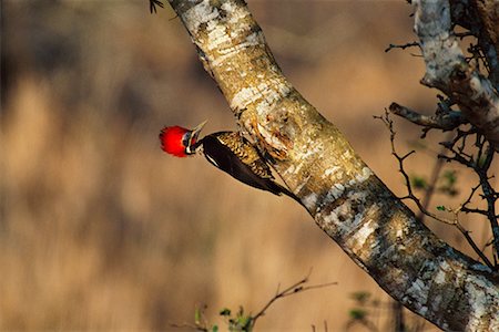 simsearch:700-00168646,k - Lineated Woodpecker Stock Photo - Rights-Managed, Code: 700-00168669