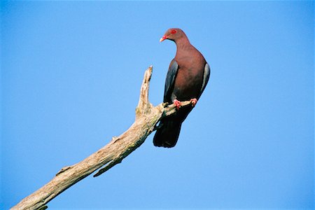 simsearch:700-00168646,k - Red-Billed Pigeon Stock Photo - Rights-Managed, Code: 700-00168672