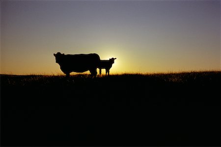 saskatchewan silo photos - Silhouette of Cow and Calf Saskatchewan, Canada Foto de stock - Con derechos protegidos, Código: 700-00169055