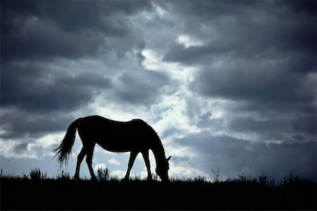 silo alberta - Horse, Alberta, Canada Stock Photo - Rights-Managed, Code: 700-00169097