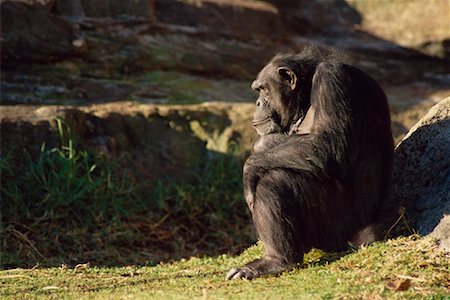 simsearch:700-00164988,k - Chimpanzee Stock Photo - Rights-Managed, Code: 700-00169235