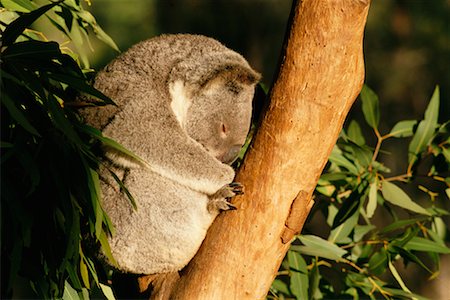 simsearch:700-00052822,k - Sleeping Koala Stock Photo - Rights-Managed, Code: 700-00169240