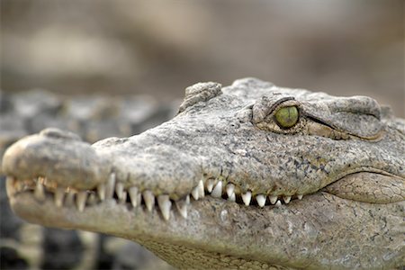 Close-Up of a Crocodile Zapata Wetlands, Cuba Stock Photo - Rights-Managed, Code: 700-00160780