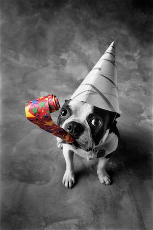 simsearch:673-03826592,k - Dog with Party Favours Stock Photo - Rights-Managed, Code: 700-00161035