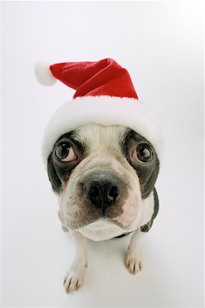 simsearch:600-02055834,k - Dog Wearing Santa Hat Stock Photo - Rights-Managed, Code: 700-00161038