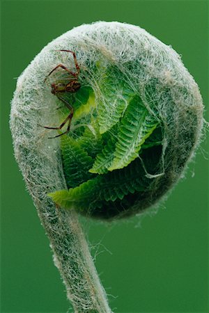 Spider on Fern Fiddlehead Michigan, USA Stock Photo - Rights-Managed, Code: 700-00161854