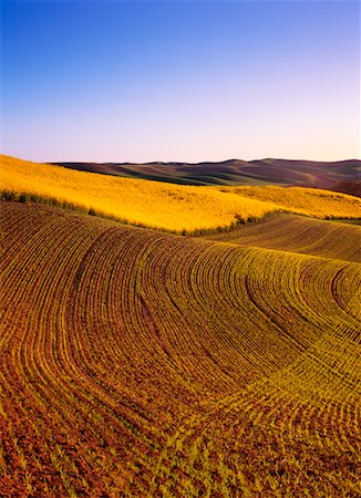 simsearch:700-00515479,k - Canola Fields and Spring Barley Foto de stock - Con derechos protegidos, Código: 700-00162005