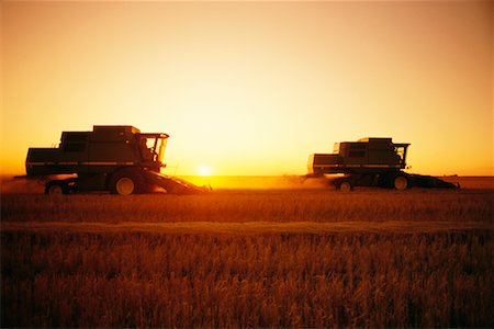 saskatchewan farming - Wheat Harvest Stock Photo - Rights-Managed, Code: 700-00162026