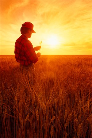 farmer looking into the distance - Farmer Stock Photo - Rights-Managed, Code: 700-00162022