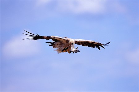 White-Backed Vulture Stock Photo - Rights-Managed, Code: 700-00162571