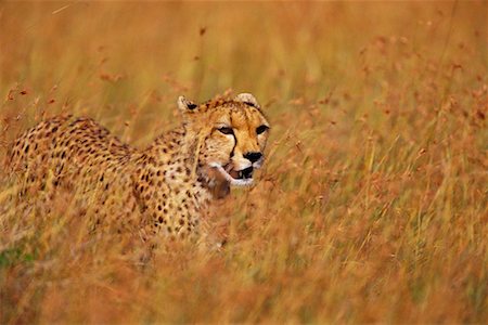 simsearch:700-00162680,k - Cheetah Stock Photo - Rights-Managed, Code: 700-00162586