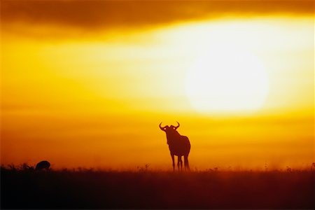 simsearch:700-06645854,k - Wildebeest at Sunrise Stock Photo - Rights-Managed, Code: 700-00162634