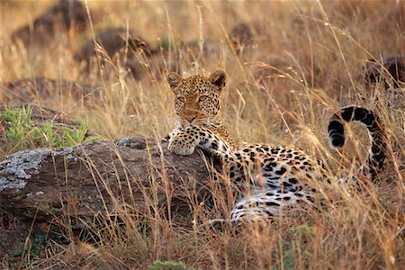 simsearch:700-00162680,k - Leopard Lying Down by Rock Stock Photo - Rights-Managed, Code: 700-00162638