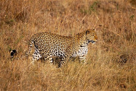 simsearch:700-00162680,k - Leopard Walking Through Grass Stock Photo - Rights-Managed, Code: 700-00162644