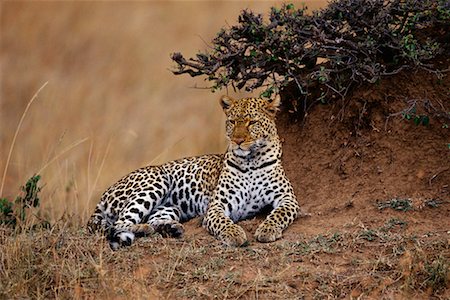 simsearch:700-00162680,k - Leopard Lying Down Stock Photo - Rights-Managed, Code: 700-00162641